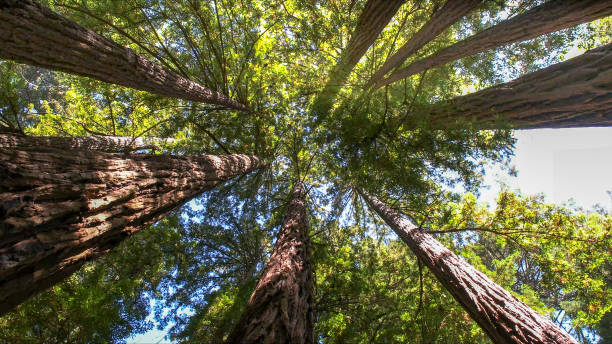 How Our Tree Care Process Works  in Oakland, CA